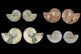 Lot: - Cut Ammonite Pairs (Grade B/C) - Pairs #81275-1